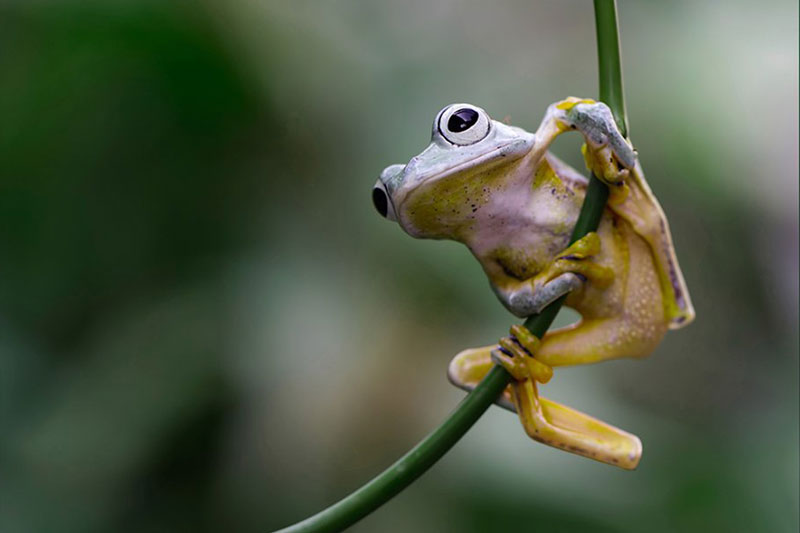 Rain Forest Desktop Presets 4594872 5