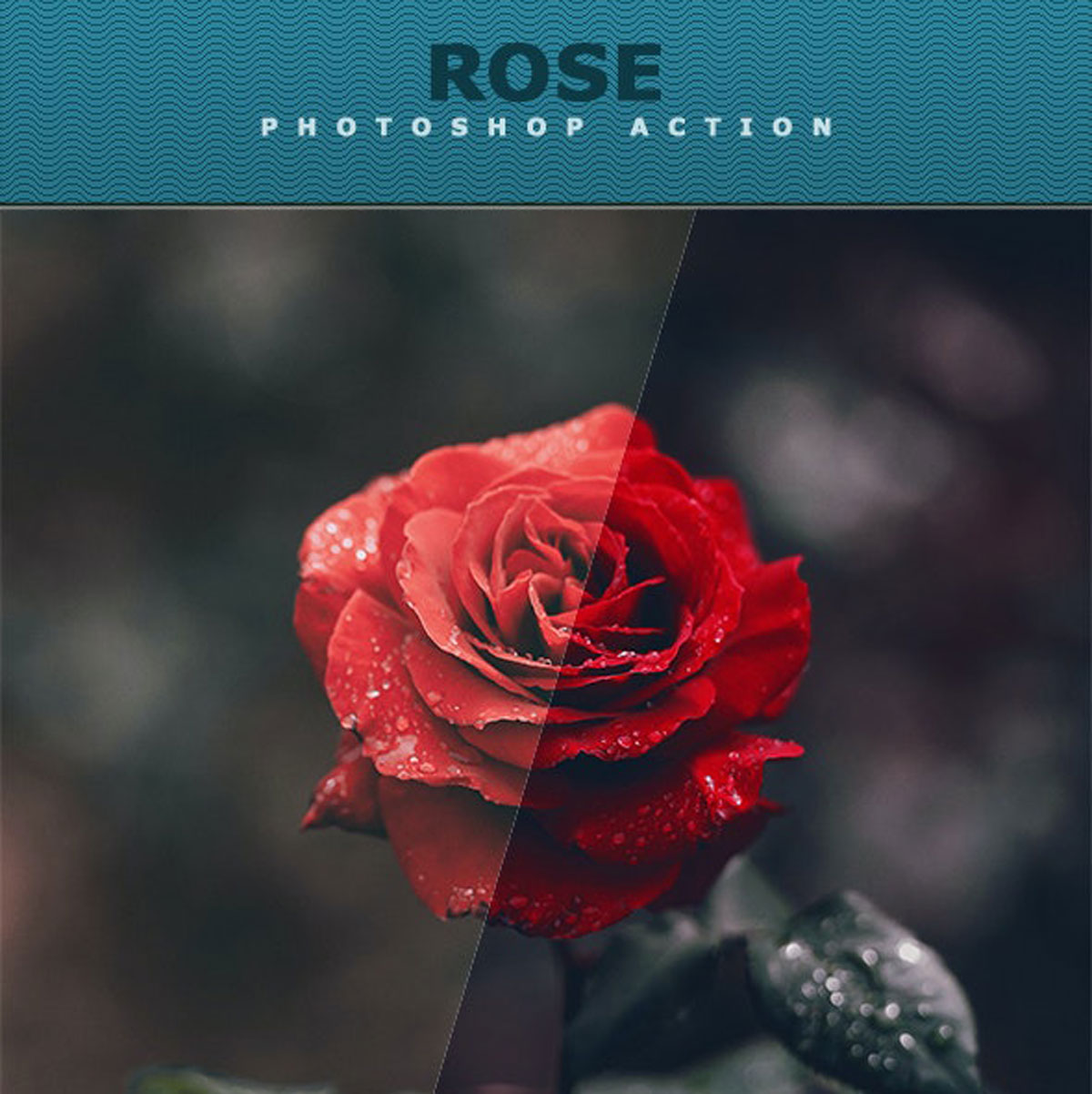 Rose Photoshop Action 26797254