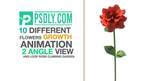 Videohive Growth Flowers 23369566