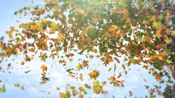 Videohive Flying Maples Logo Reveal 19646448