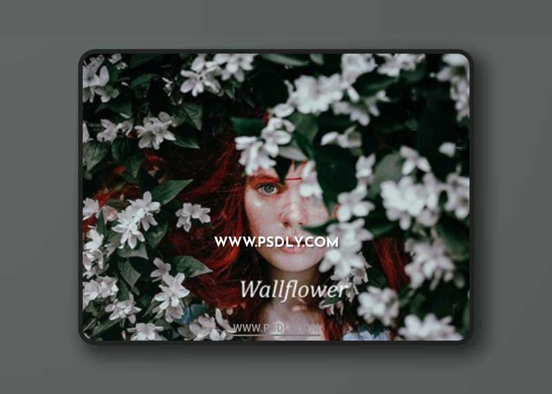 CM - Wallflower 1782968