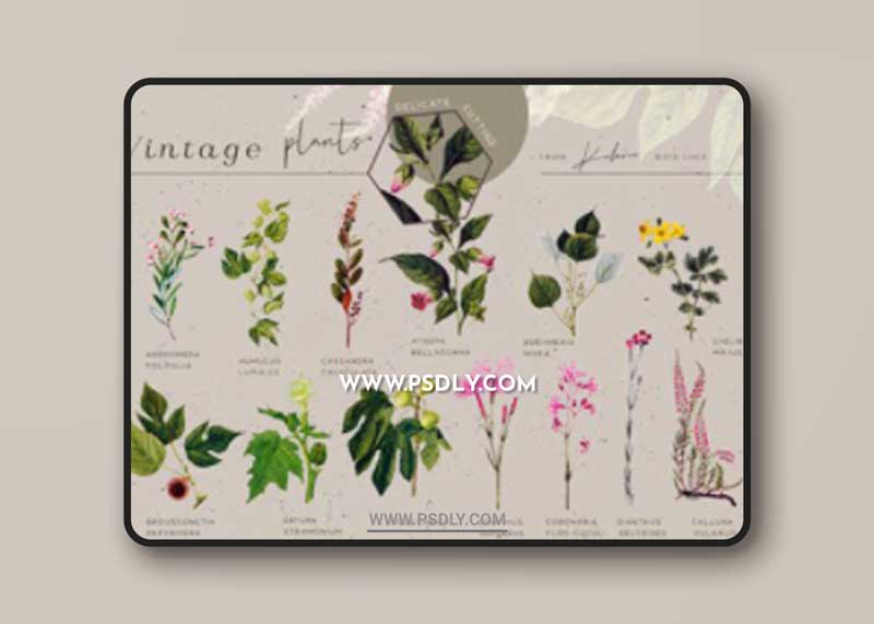 Green Garden - Vintage Botanical Kit 14214371