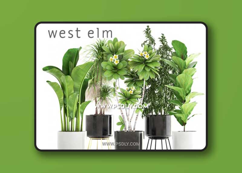 Collection of plants