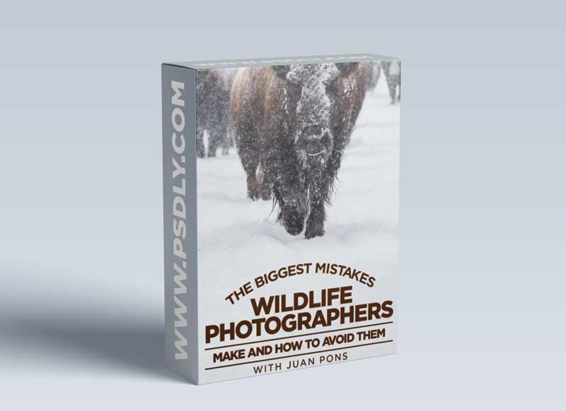 KelbyOne - The Biggest Mistakes Wildlife Photographers Make and How to Avoid Them