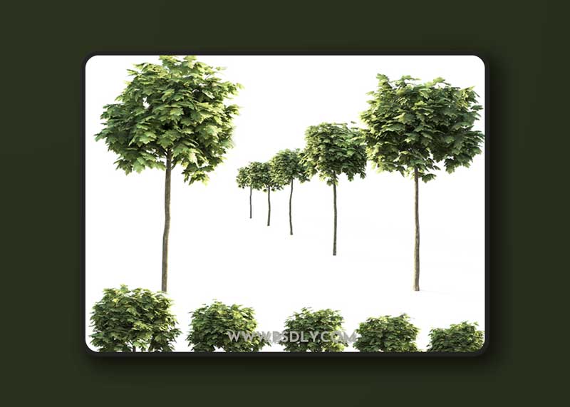 Maple Globular 3D Model