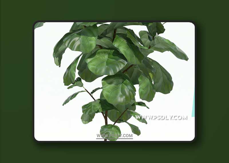 Plants collection 69 Modernica pots