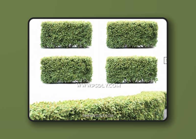 Spiraea hedge 3D Model