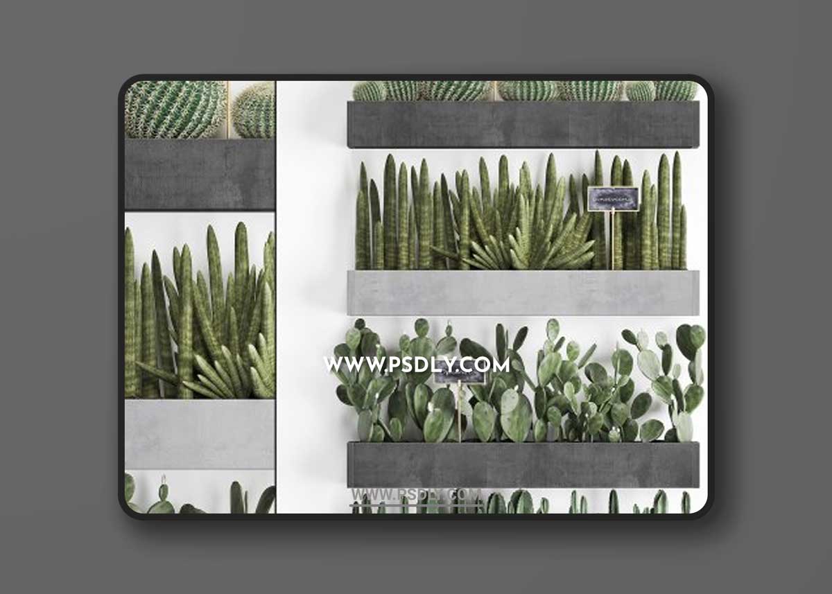 Cactus set wall decor vertical garden 43