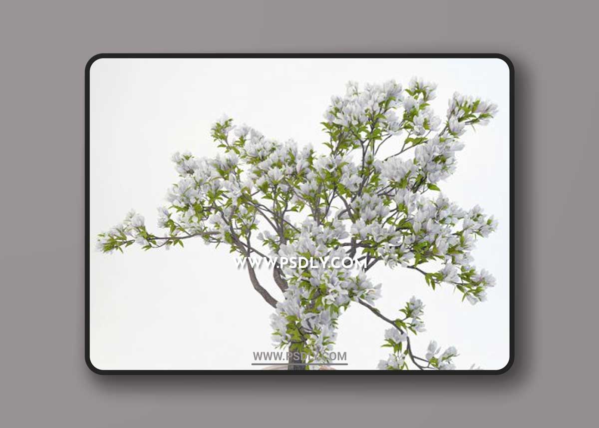 Magnolia Soulangeana 3D Models