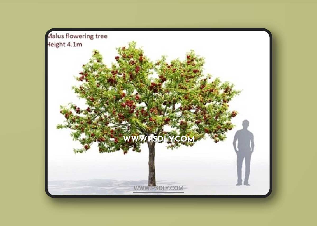Malus fruit tree # 2 3D Models