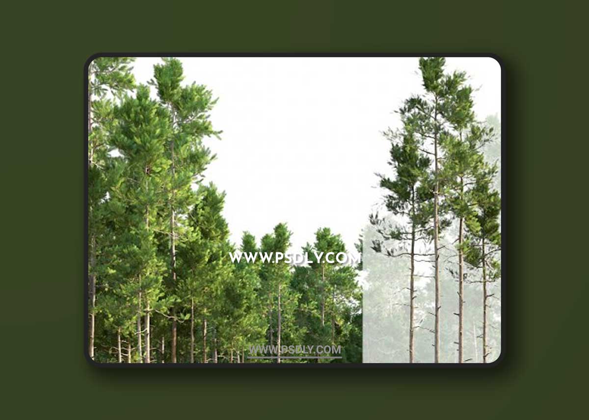 Pine trees 3D Model