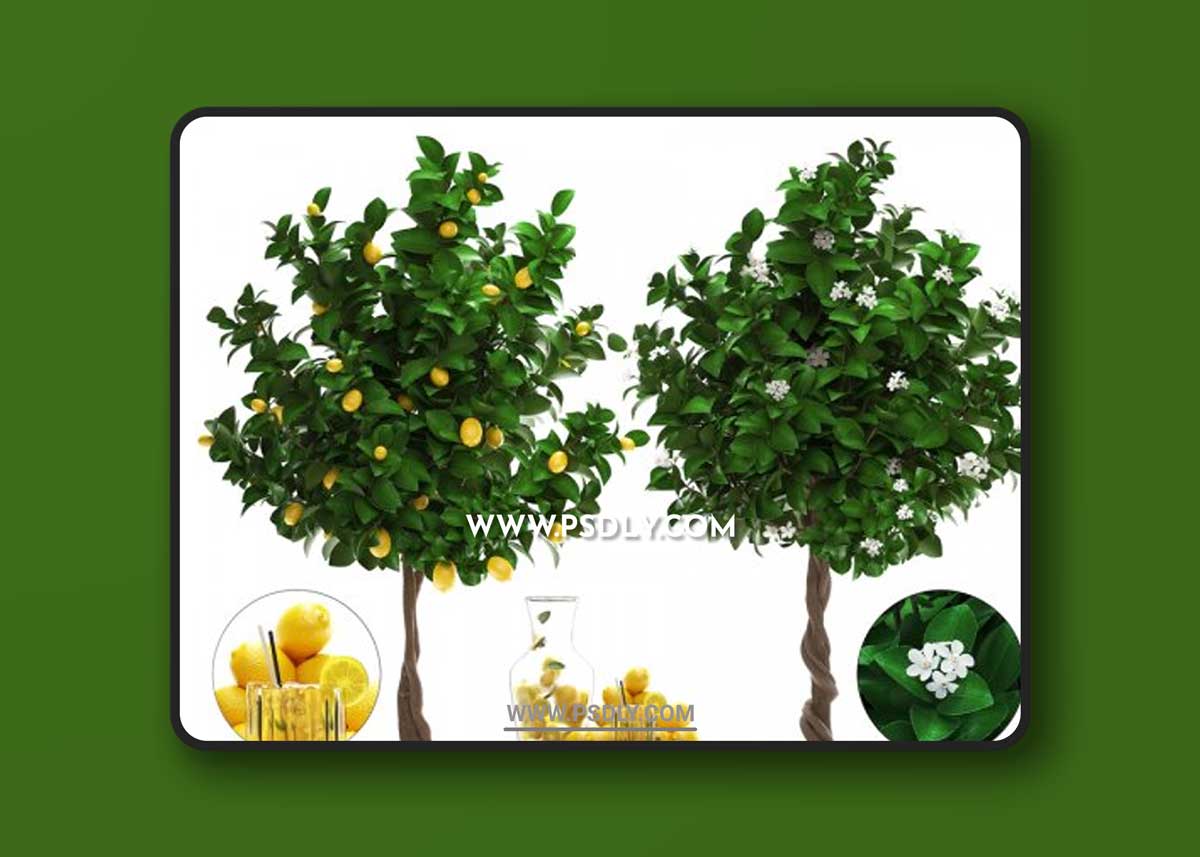 Plant Collection 265. Citrus limon 3D Models
