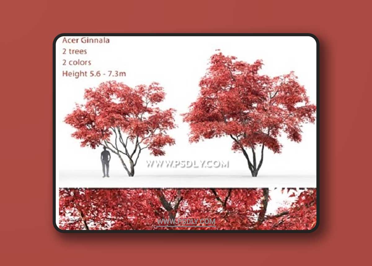 Acer Ginnala 3D Models