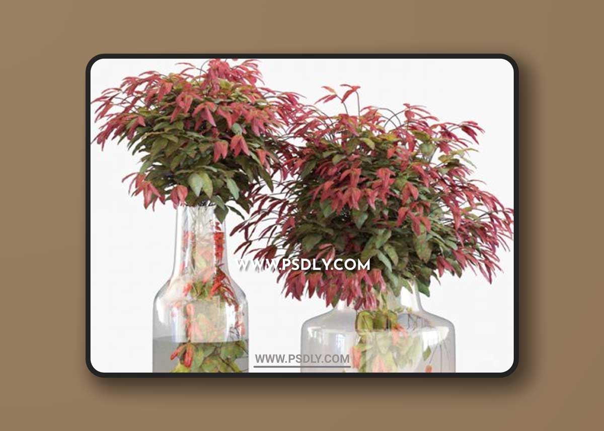 Branches in vases 26: Dwarf sacred bamboo