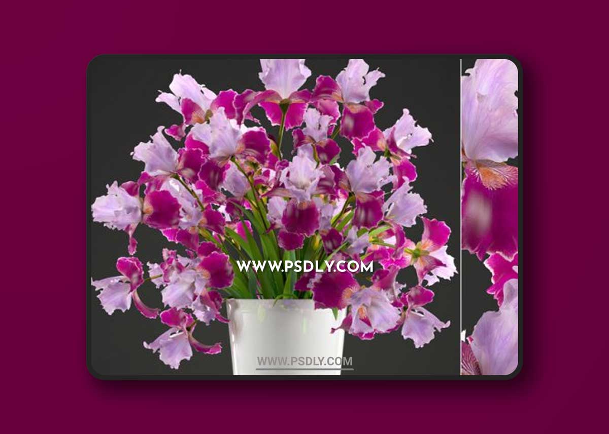 Collection of flowers 43. Iris 3D Models