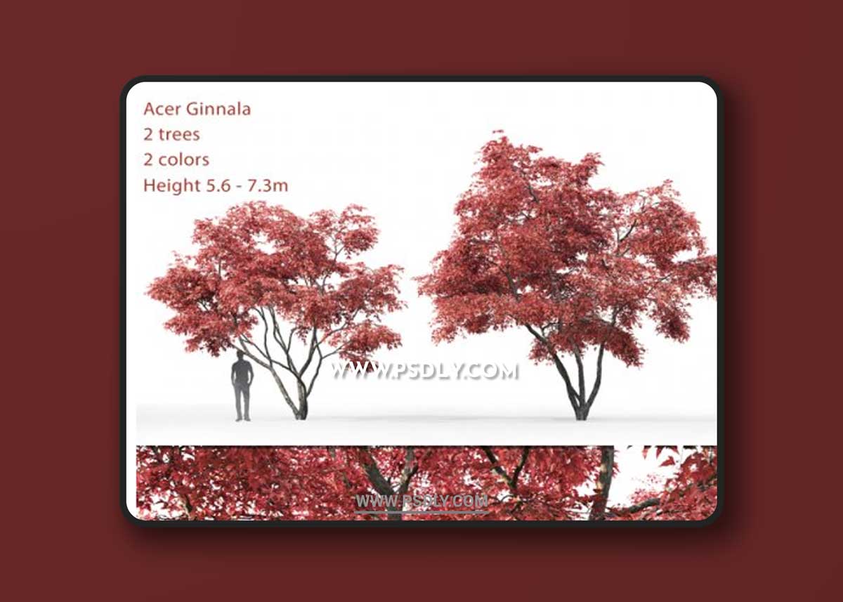 Ginnala Maple | Acer Ginnala # 2 3D Models