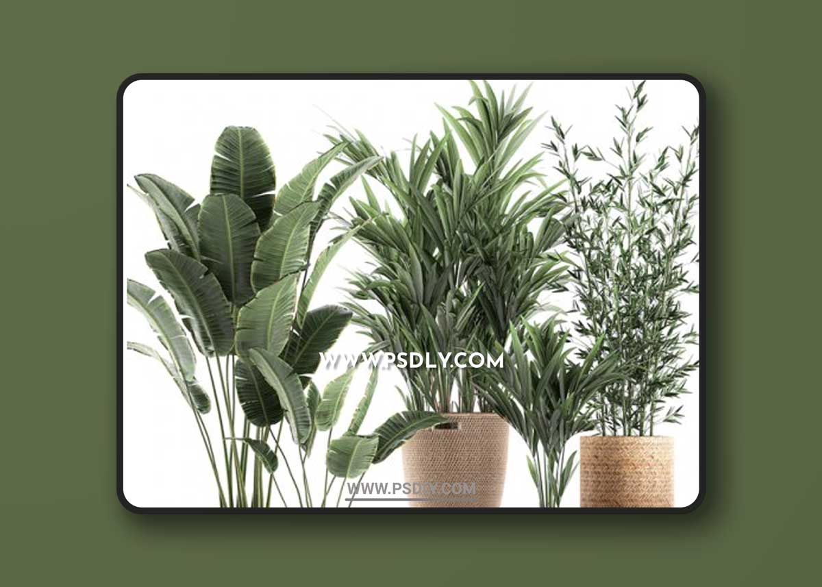 Plant Collection 600 3D Models