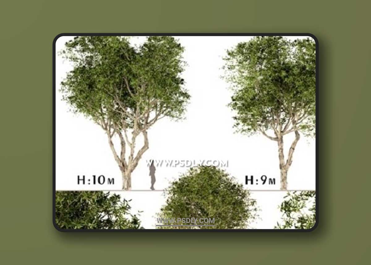 Set of Broad Leaved Paperbark Trees