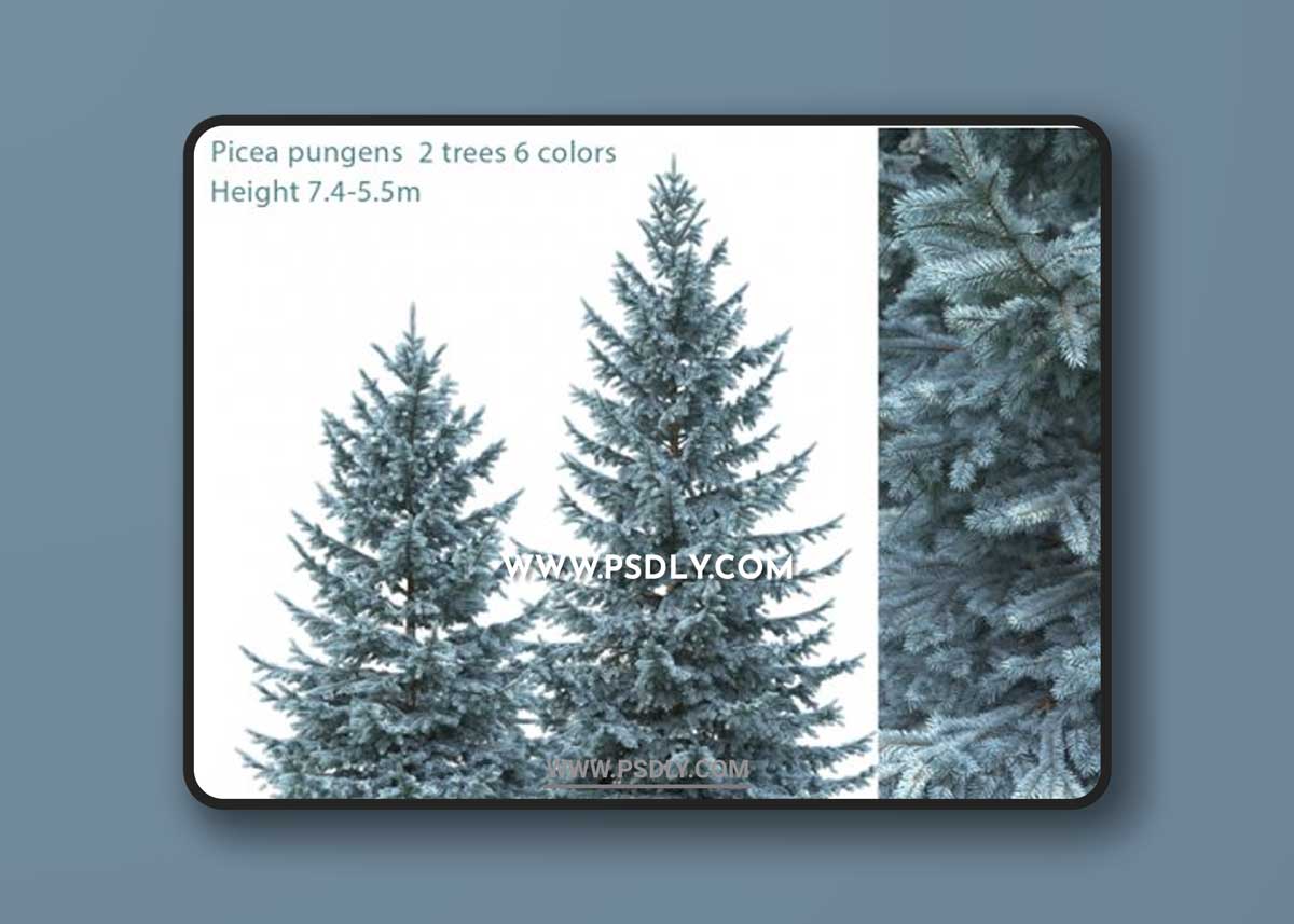 Spruce | Picea pungens # 2 (7.4-5.5m)