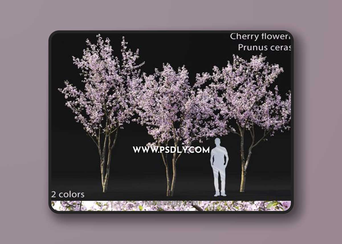 Cherry-tree Flowering 03 3D Models