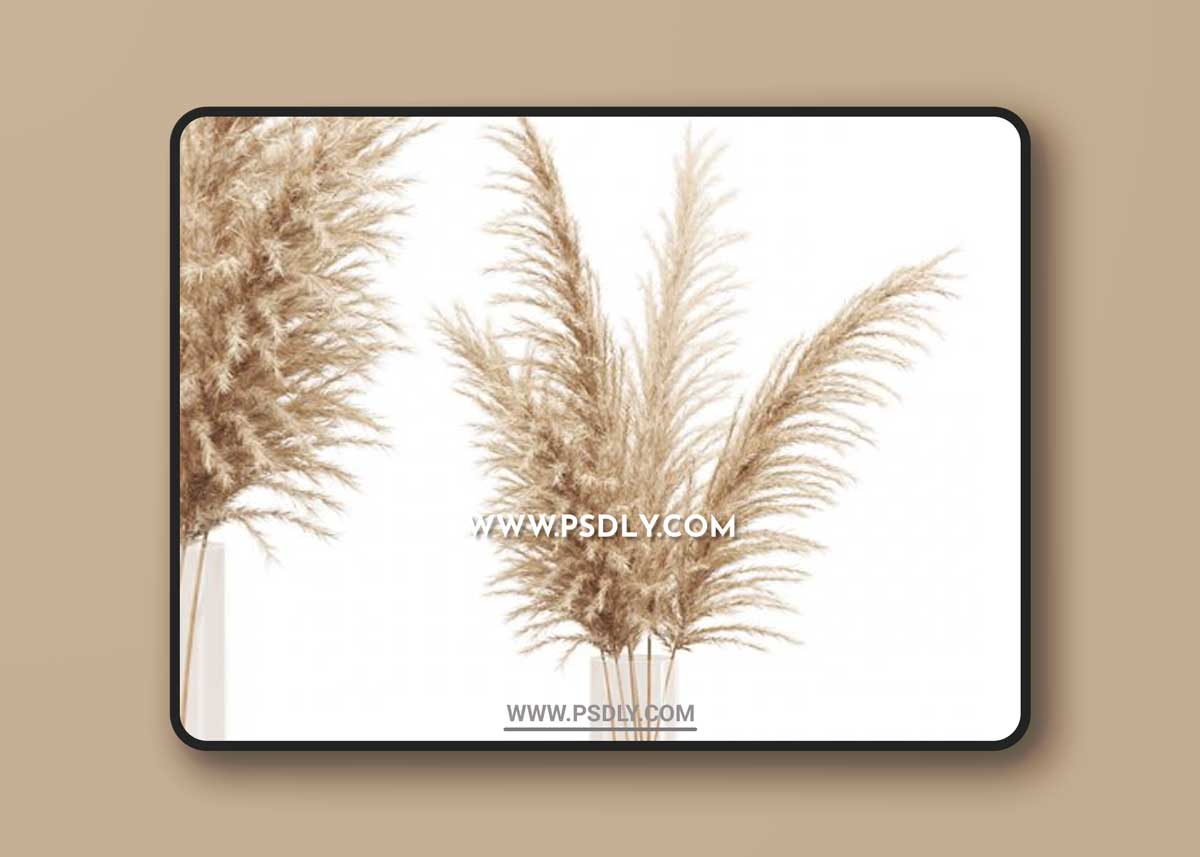 Dried flower pampas grass in glass gold vase
