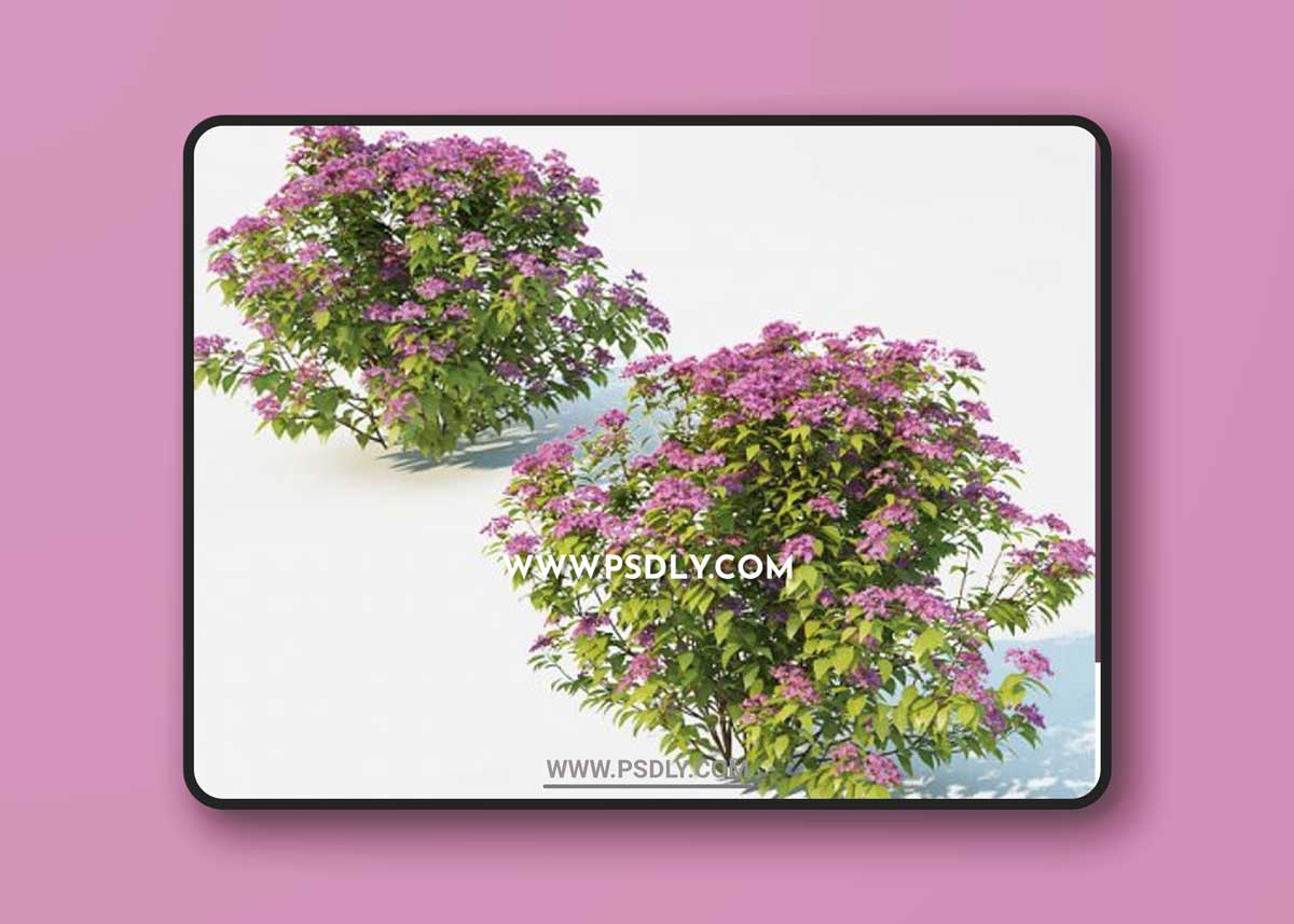 Spirea Japonica 2 sizes - Bush - 3D Models - 3DSKY
