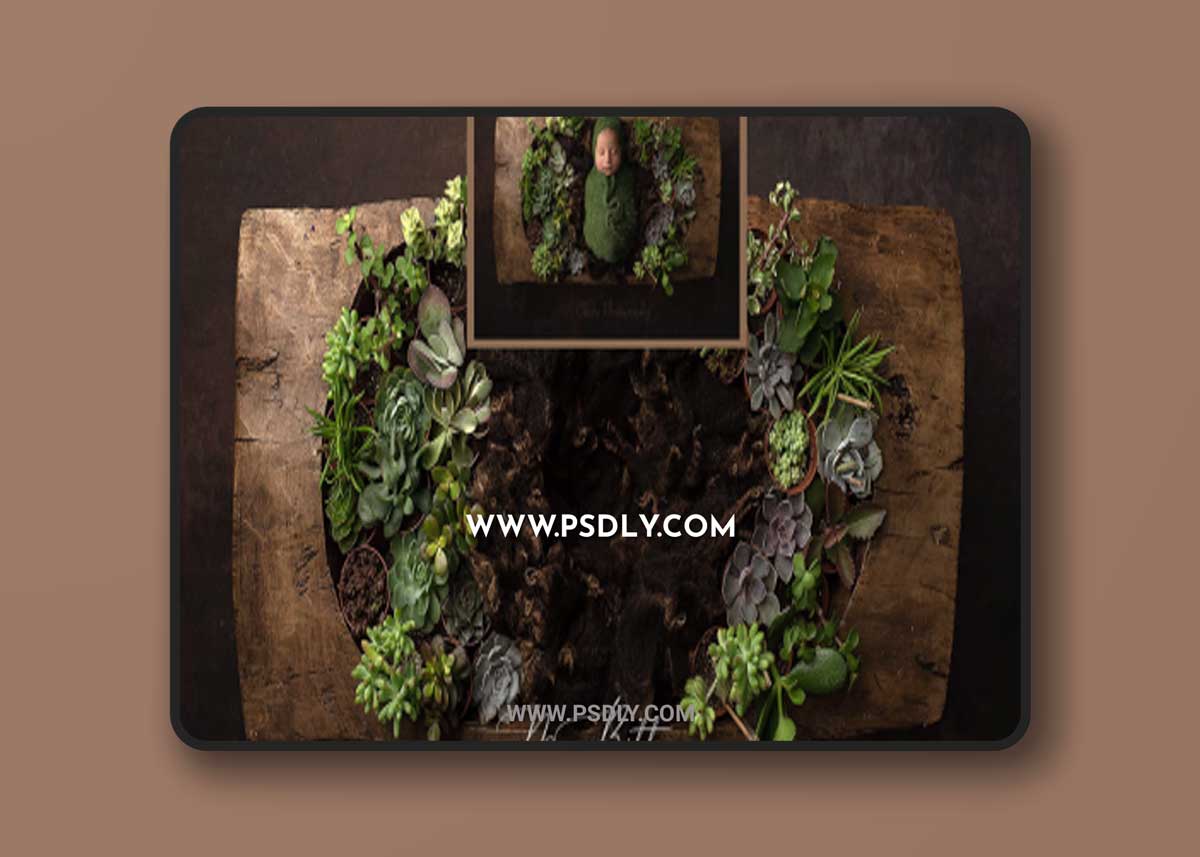 Meg Bitton - Simple Succulents Digital Background