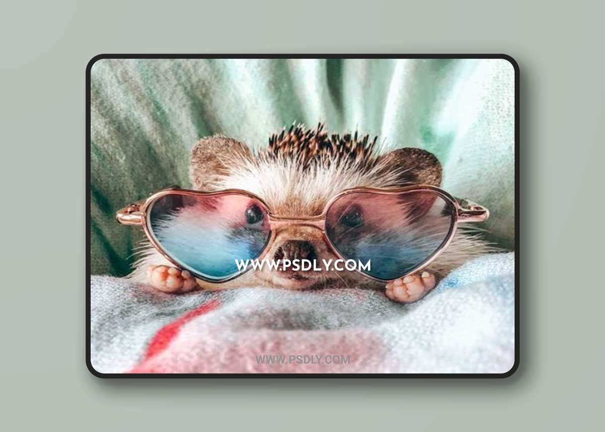 Mr.Pokee Presets "Essentials"