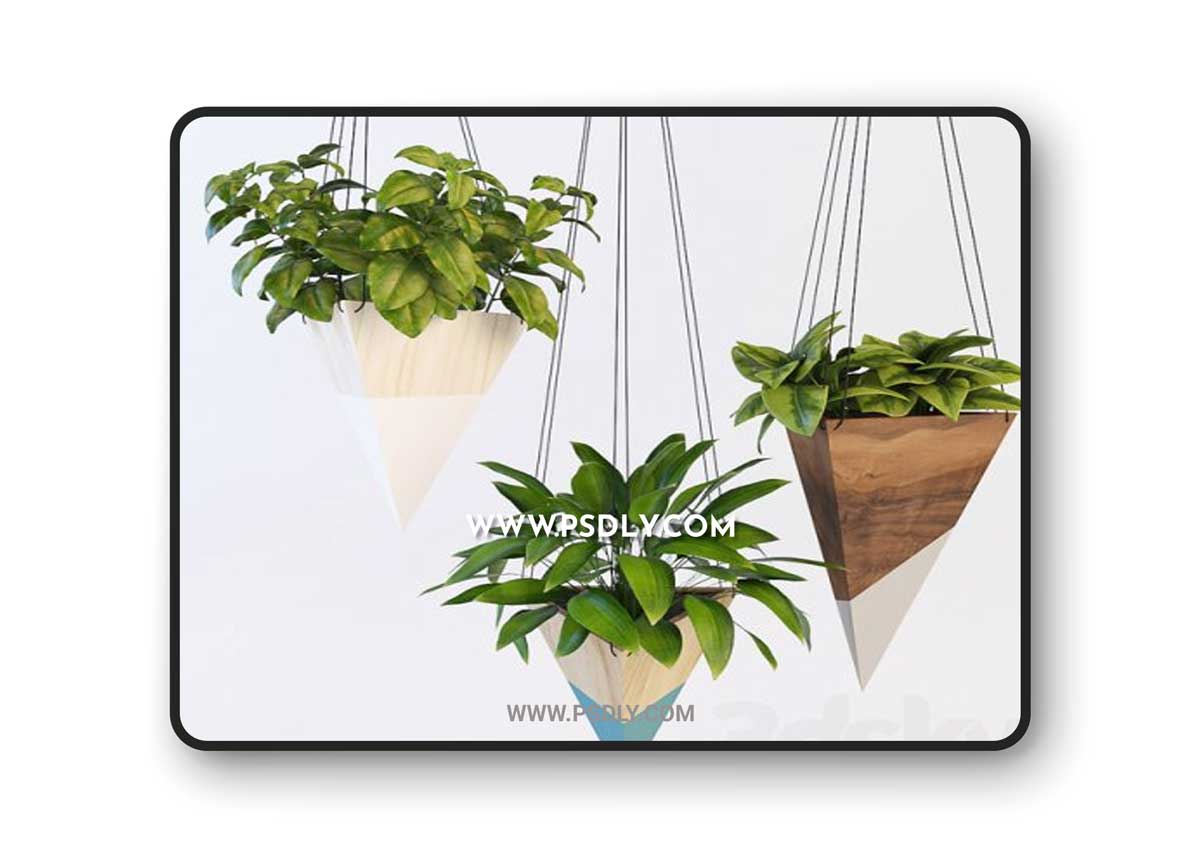 Hanging plants 2 3D Model