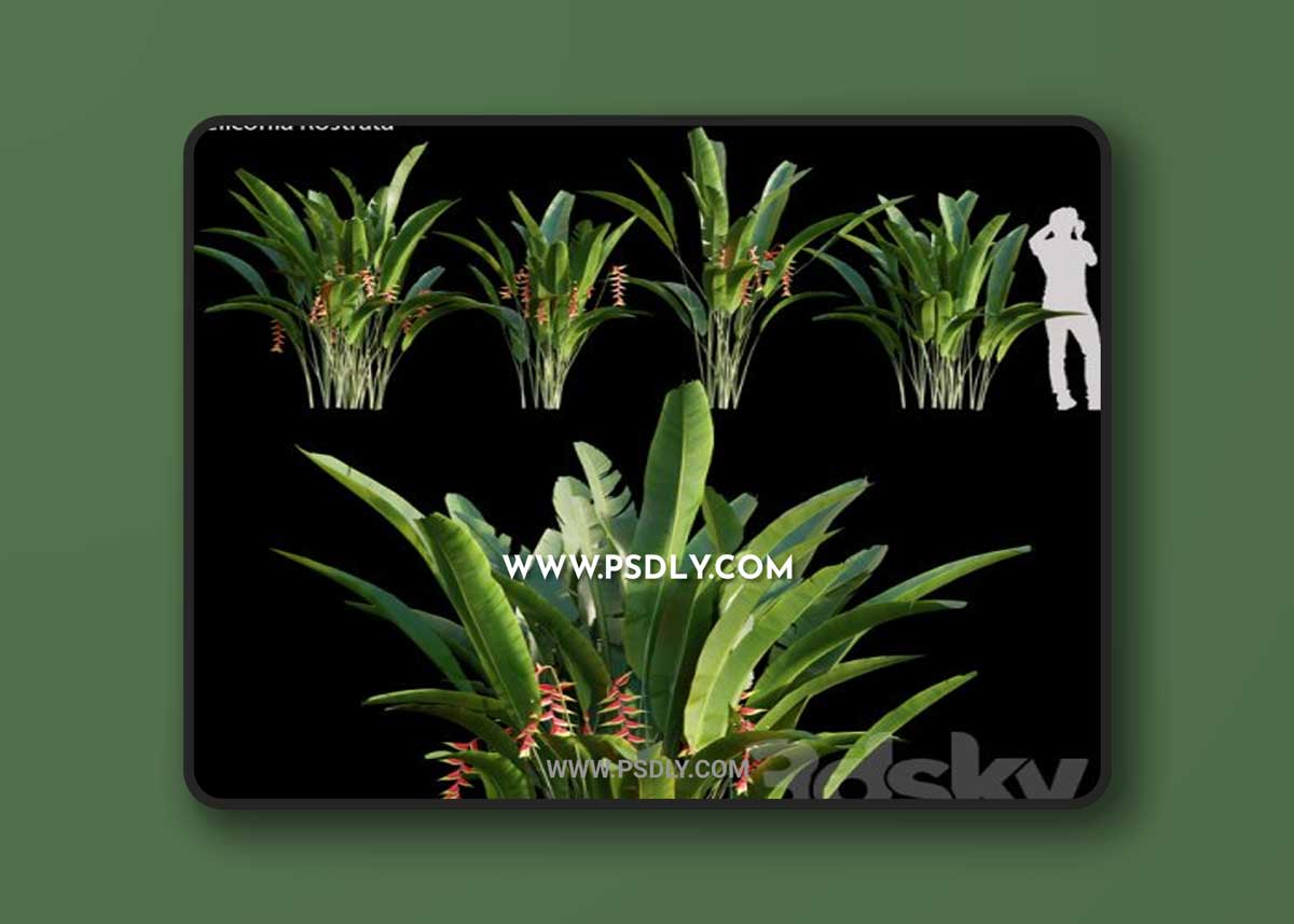 Heliconia Rostrata 01 3D Model