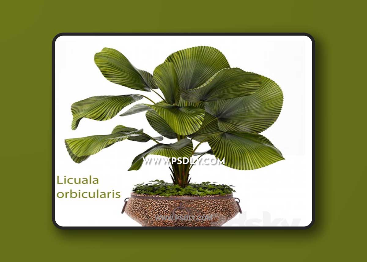 Licuala plants 09 3D Model