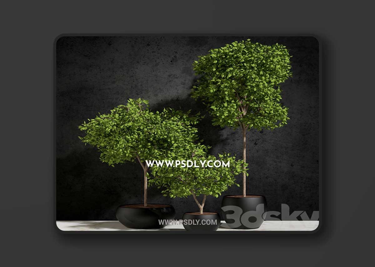 Plants Ficus Benjamin 3D Model
