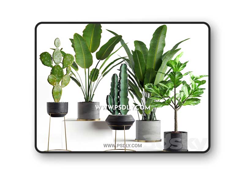 Plants collection 05 3D Model