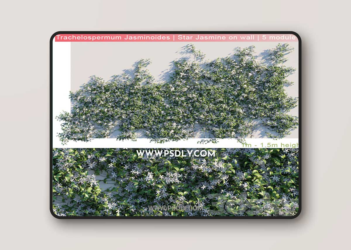 Trachelospermum Jasminoides Star Jasmine on wall