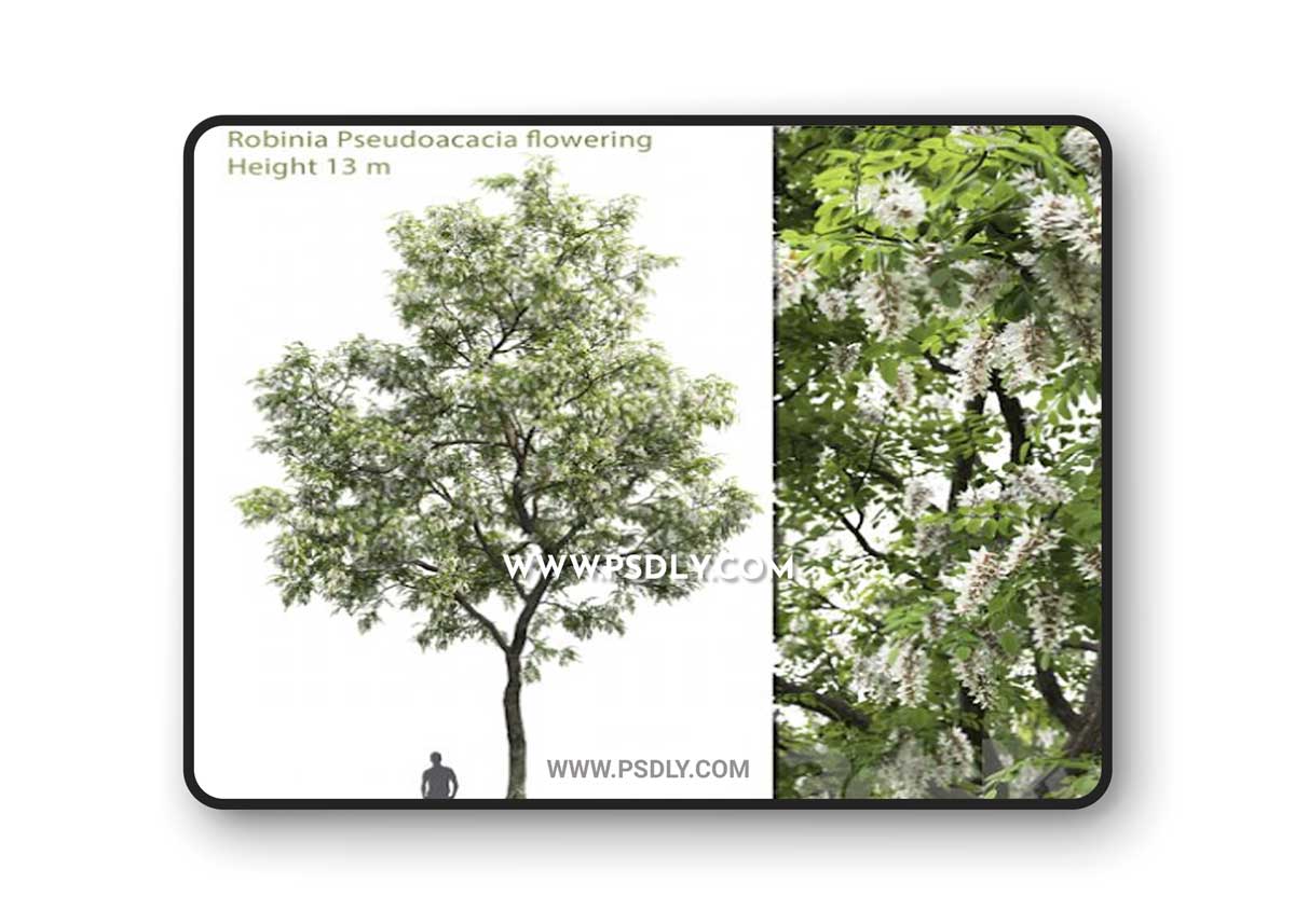 White Acacia Robinia Pseudoacacia 2