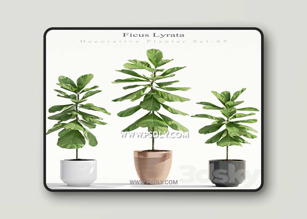 Ficus Lyrata (Plant 65) 3D Model