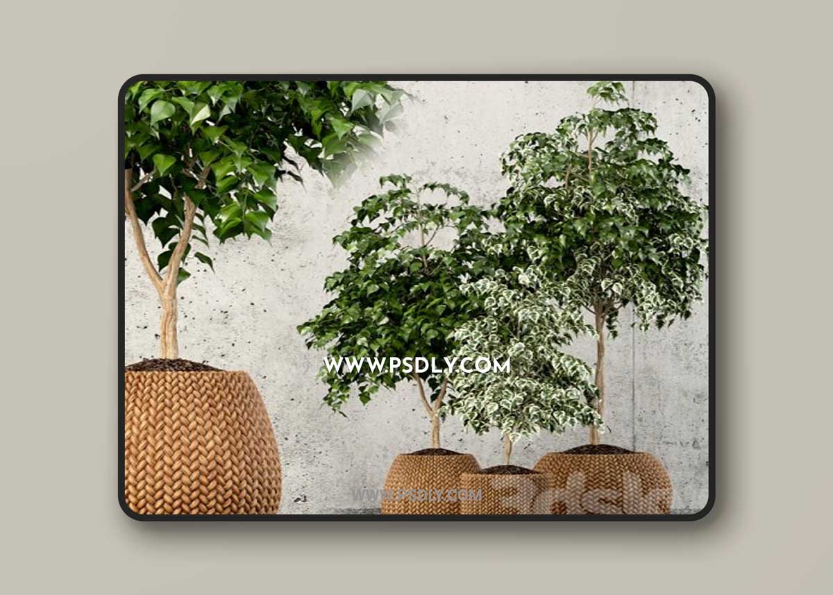 Plants collection 62 3D Model