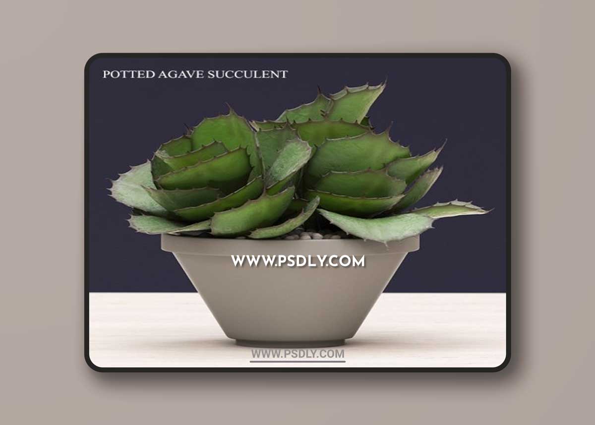Potted Agave Succulents 3D Model