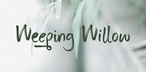 Weeping Willow Font - 2 Font
