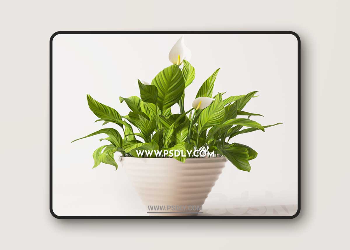Spathiphyllum plant 2 3D model