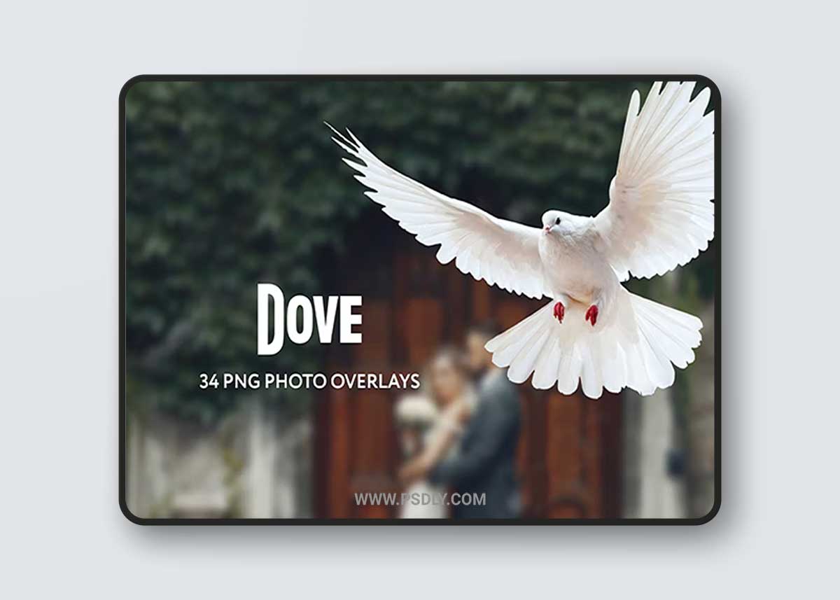34 Dove Photo Overlays Transparent PNG