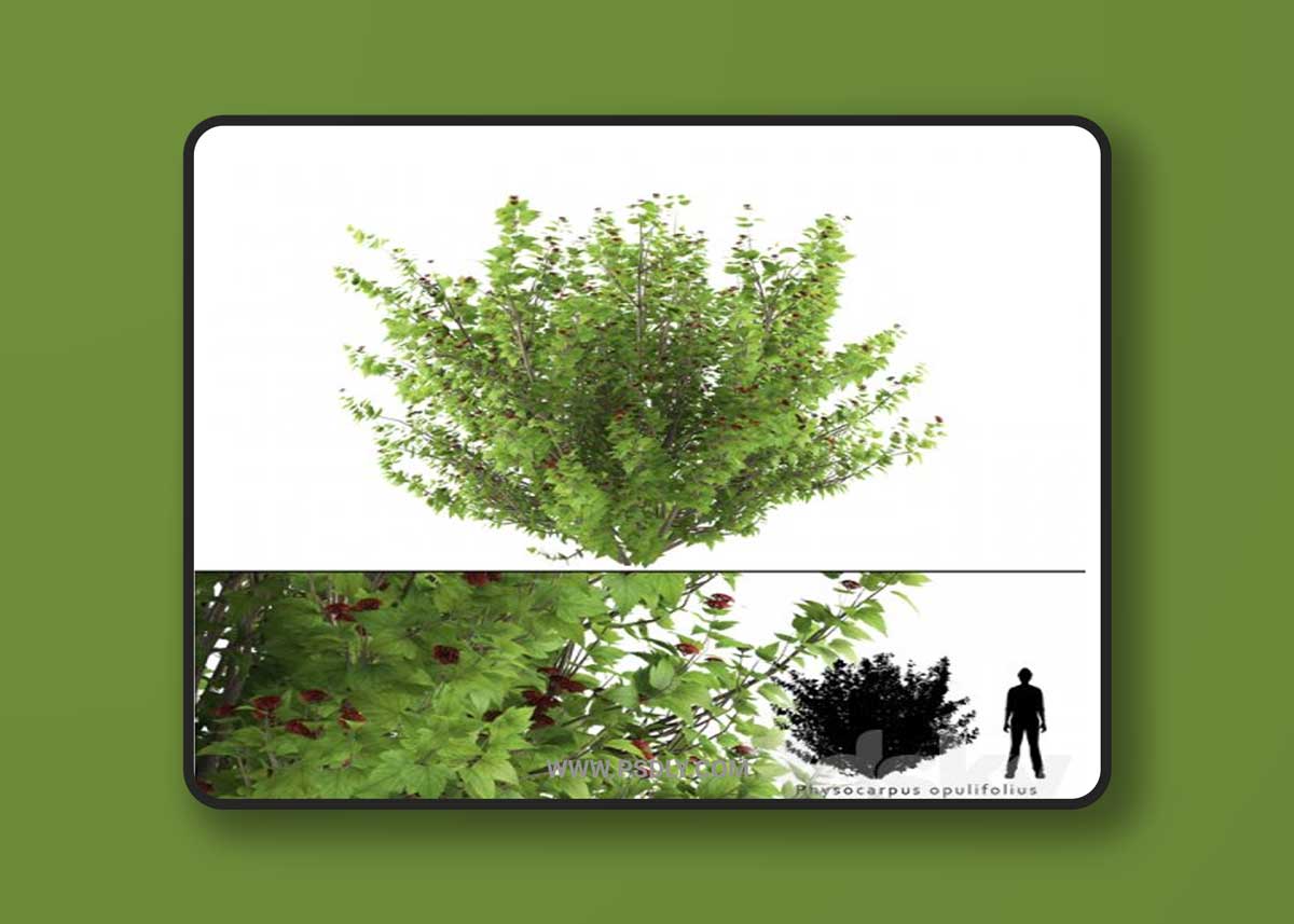 Pustyrplodnik kalinistilny bush | Physocarpus opulifolius