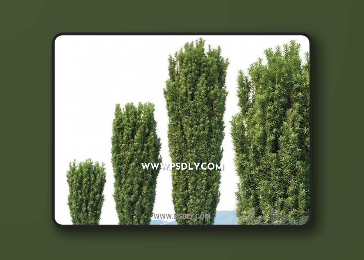 Taxus Baccata # 1 Fastigiata Robusta V2