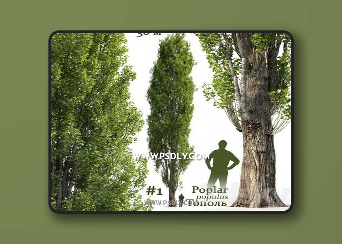 Poplar Populus #1 3D Model