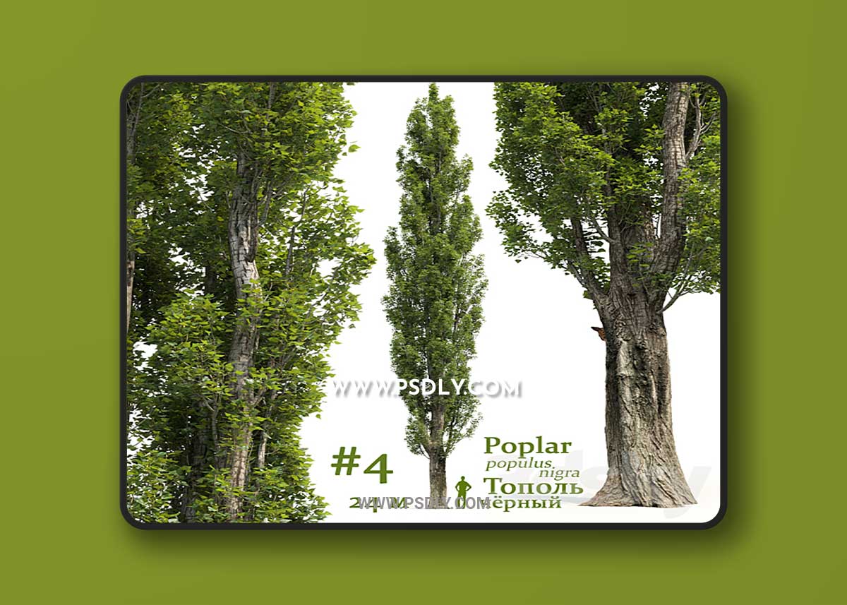 Poplar-Populus-#-4-3D-Model