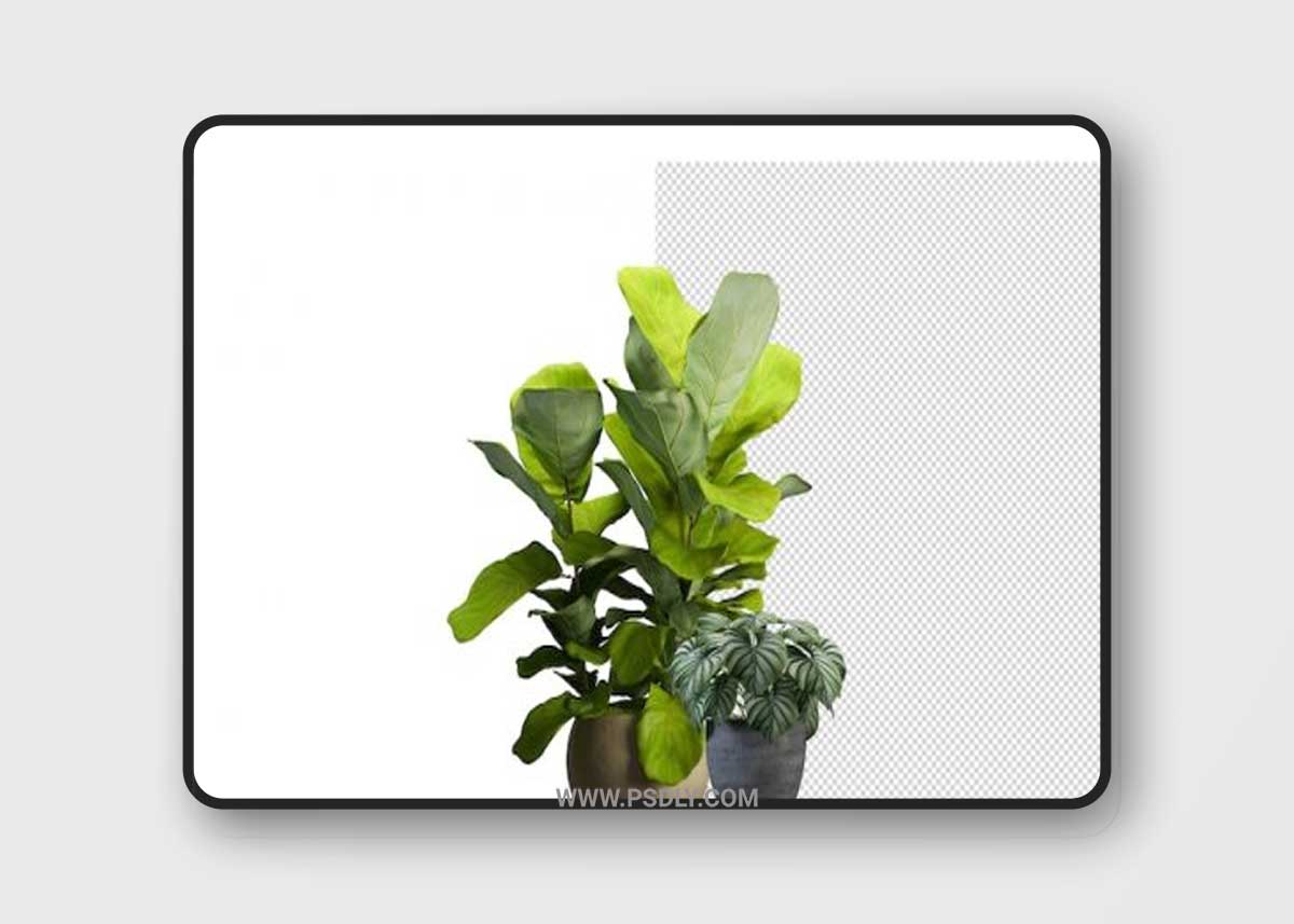 Render of isolated plant 04 Premium Psd 3D Model