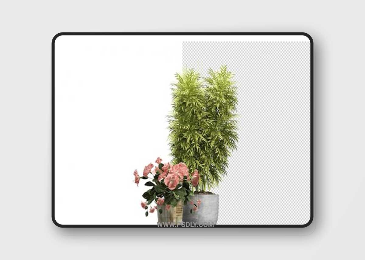 Render of isolated plant 06 Premium Psd