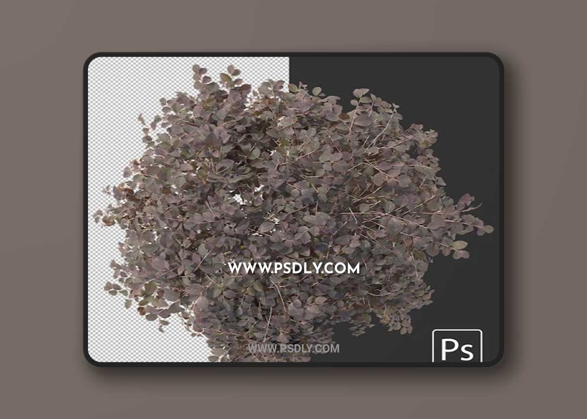 Variety of hedges shrubs and bushes 3D Model