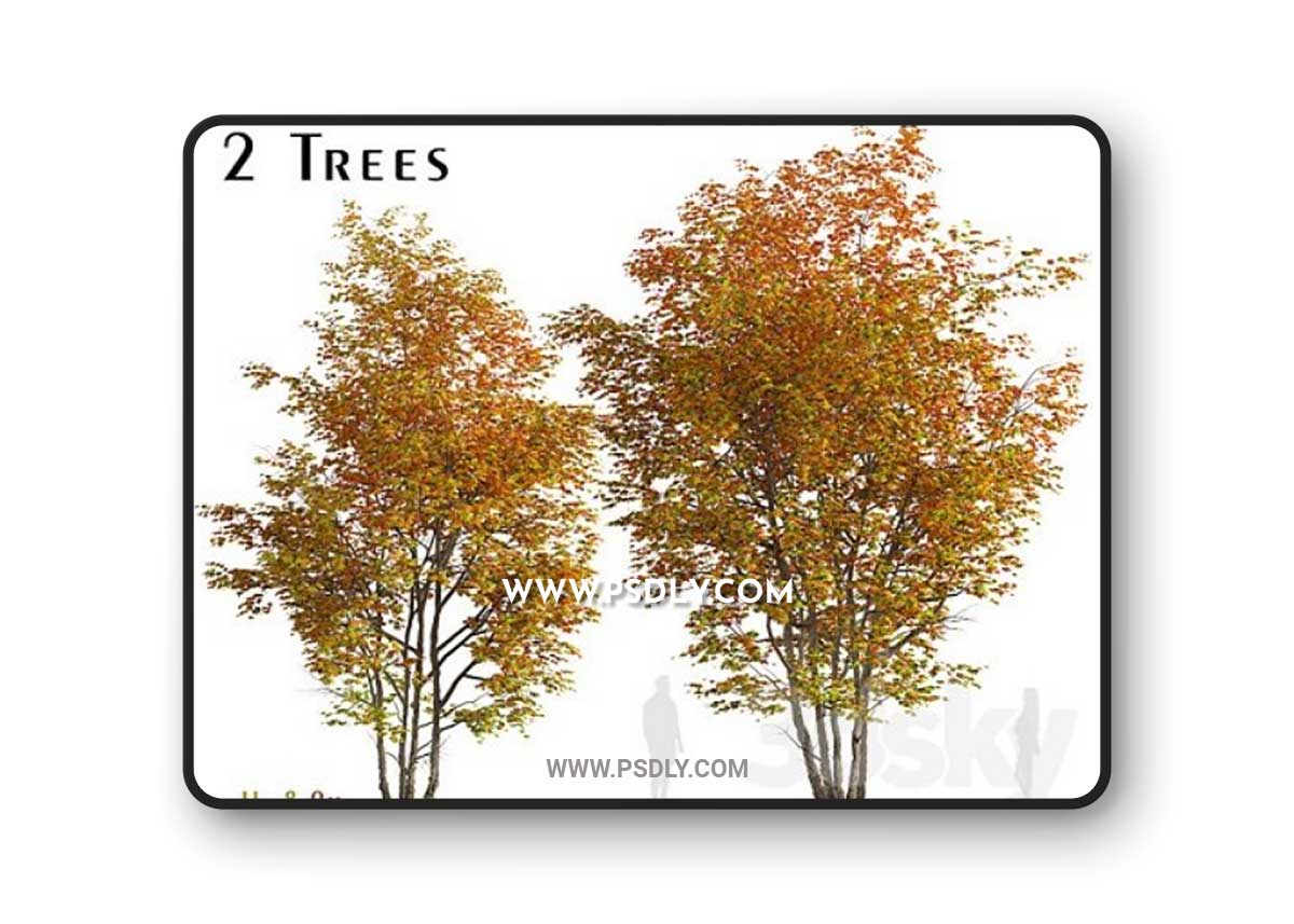 Set of Silver maple Tree (Creek maple) (2 Trees)