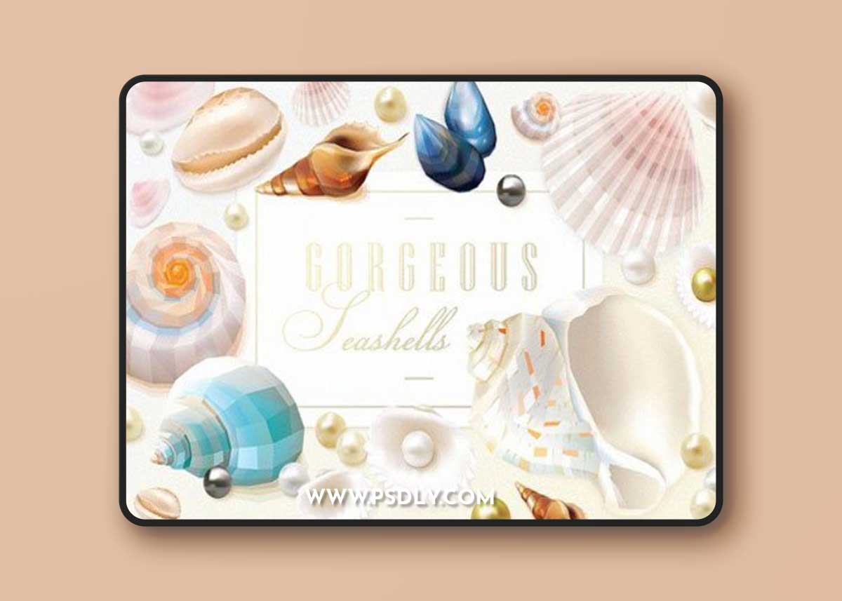 Gorgeous Seashells